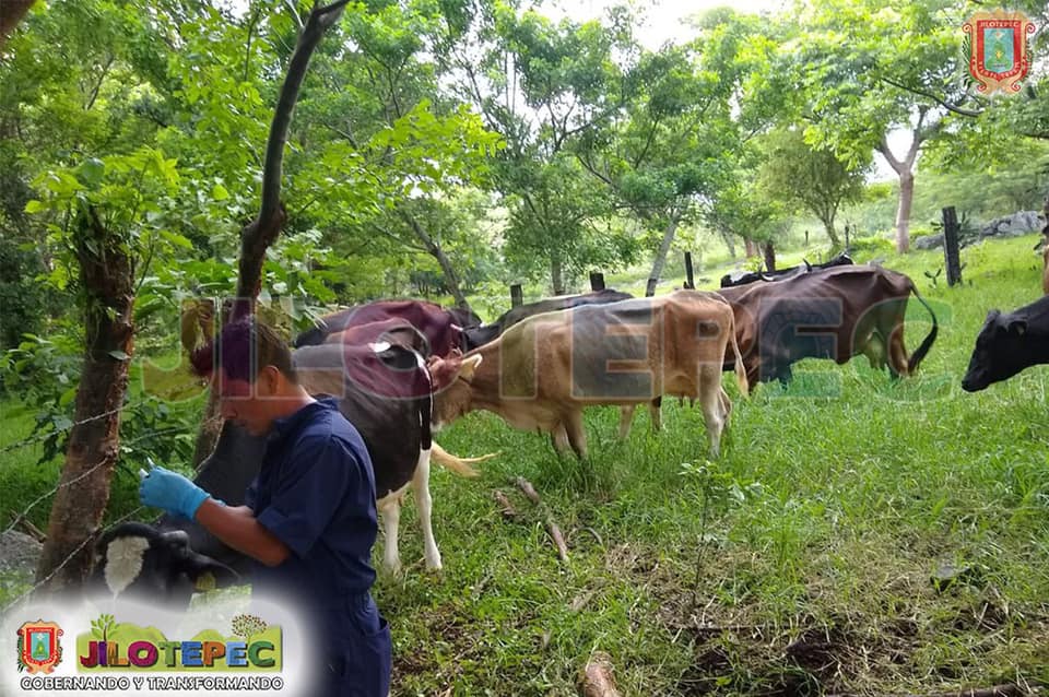 “Campaña de barrido en bovinos” “Campaña de barrido en bovinos”