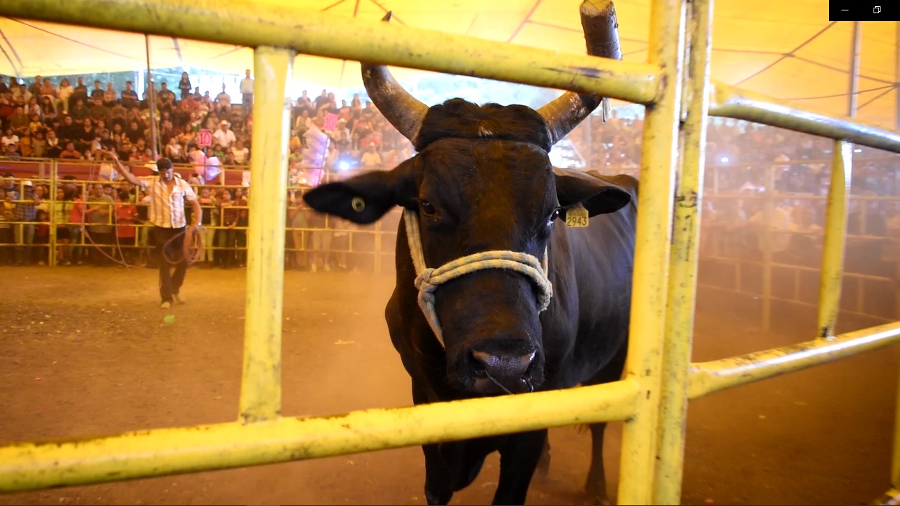 Jaripeo 2019 Jaripeo 2019